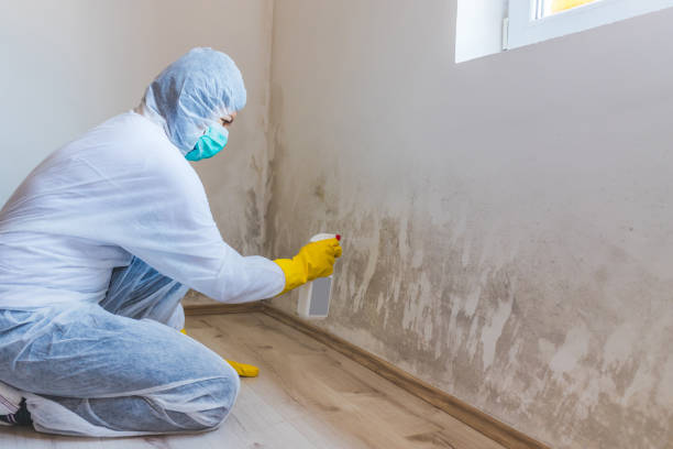 Licensed Basement Mold Remediation service in New Vernon, NJ - WQB Mold Removal