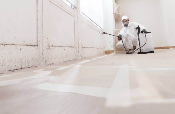 24/7 Emergency Basement Mold Remediation experts in New Vernon, NJ