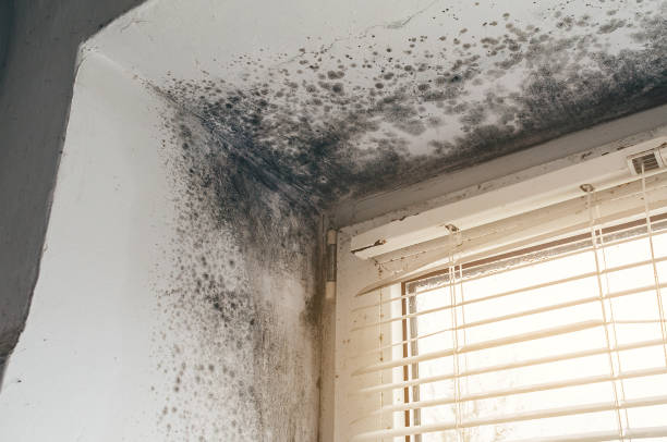 Affordable Basement Mold Remediation solutions in New Vernon, NJ