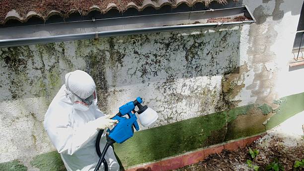 Top rated local Basement Mold Remediation specialists in New Vernon, NJ